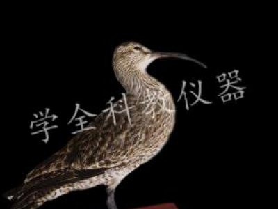 動物標(biāo)本