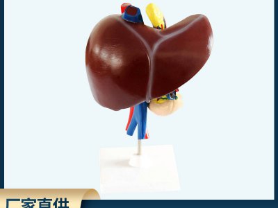 肝、十二指腸、胰臟模型 自然大生物醫(yī)療解剖