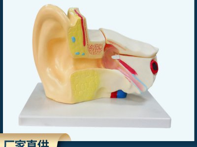 耳朵解剖模型 3倍放大耳朵形態(tài)結(jié)構(gòu)模型 中小學中教學實驗器材