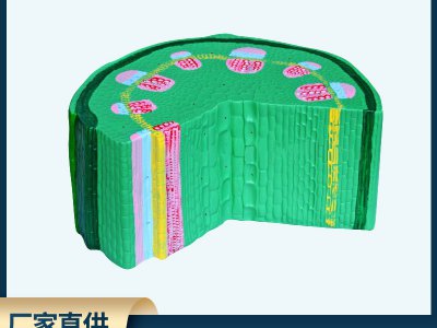 葉草本植物莖模型初高中生物實驗器材中學(xué)教學(xué)儀器教學(xué)展示儀器