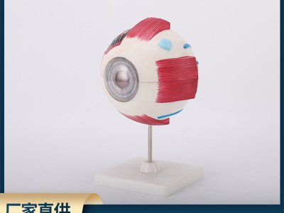 中學(xué)實驗眼球解剖模型生物模型人體眼球模型眼睛放大模型教學(xué)儀器